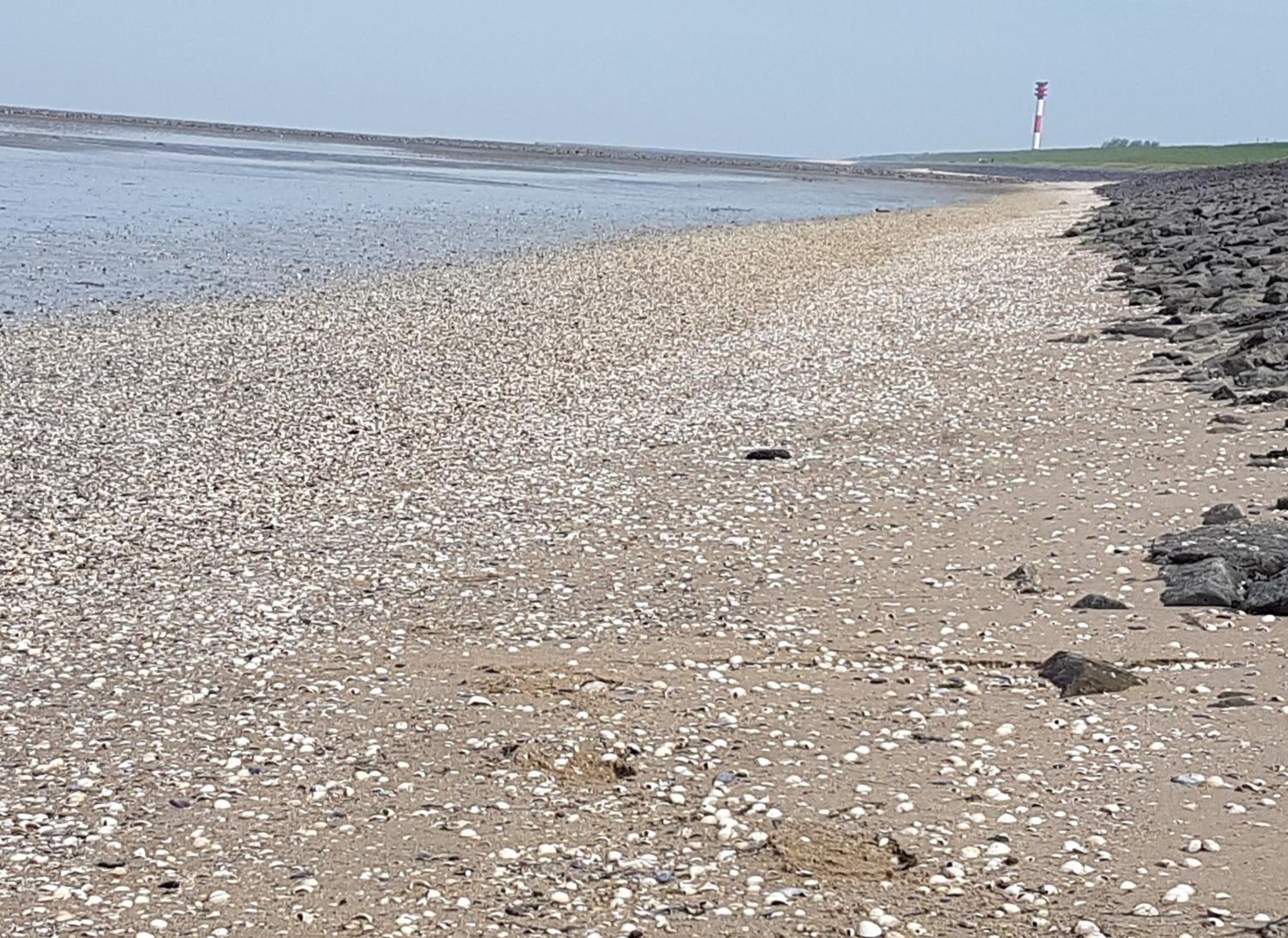 בוטיאדינגן Haus Am Meer Eckwarden מראה חיצוני תמונה